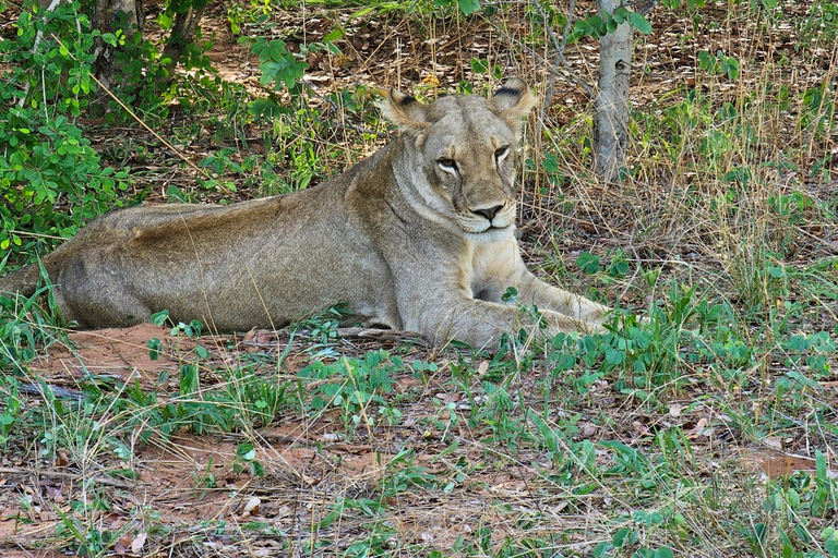 Kasane: 2-Day Chobe National Park Safari & River Cruise