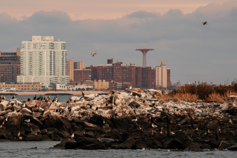 مدينة نيويورك جولة على متن قارب لمشاهدة معالم الحياة البرية والفقمة والطيور في فصل الشتاء