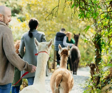 N. Ireland: Award Winning Guided Scenic Alpaca Trekking