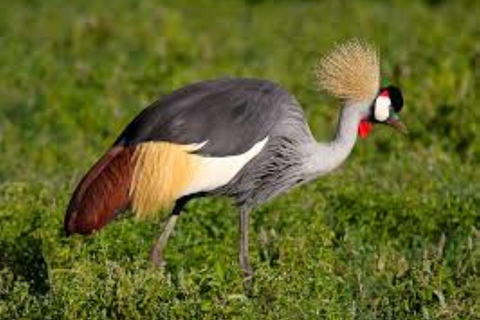 Dagtour naar Amboseli Nationaal Park