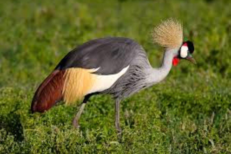 Excursão de um dia ao Parque Nacional Amboseli