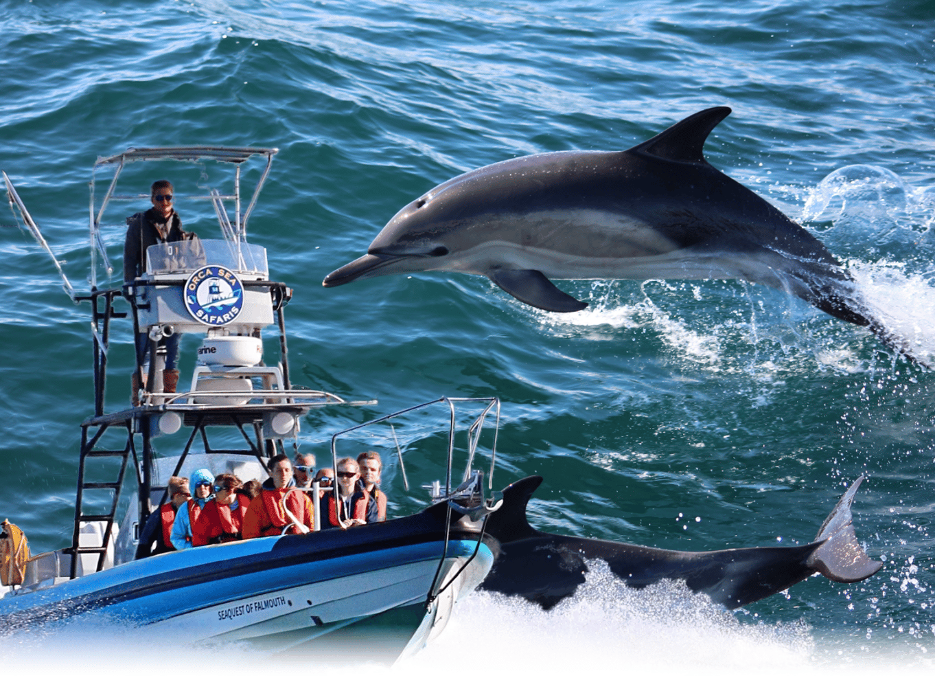 Falmouth: 2 timers RIB-tur til observation af dyrelivet
