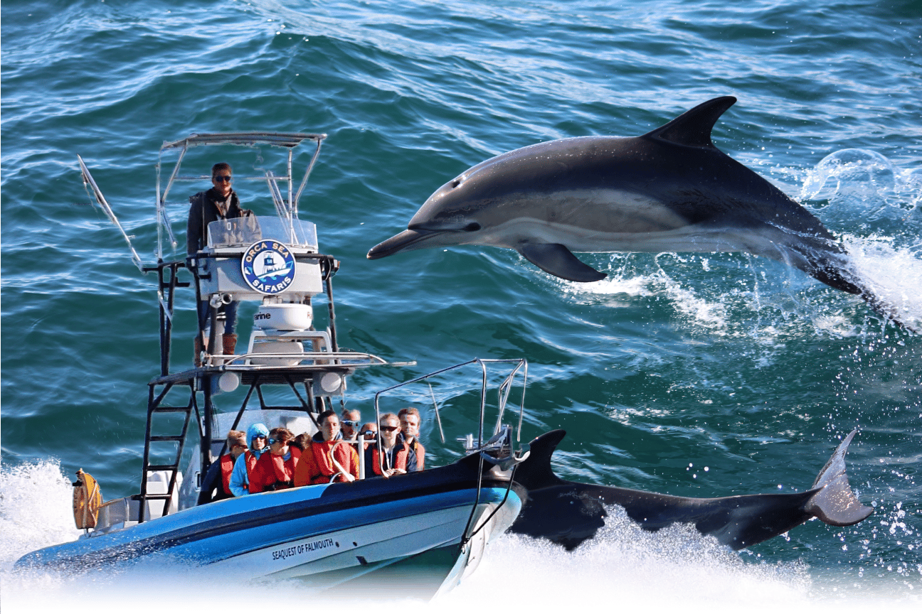 Falmouth: 2-stündige Wildlife Watching RIB Tour