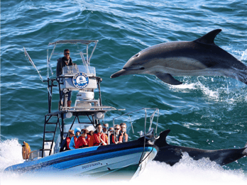 Falmouth: 2 Hour Wildlife Watching RIB Tour