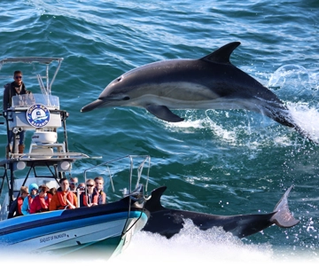 Falmouth: 2 Hour Wildlife Watching RIB Tour