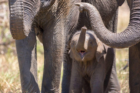 Yala National Park Private Safari Tour from Colombo/Kalutara (All Inclusive) Pick up from Colombo/Negombo/Katunayake