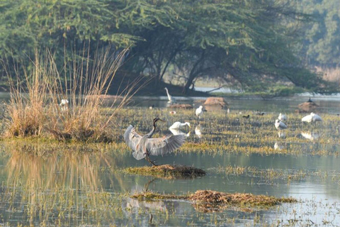 Rezerwat ptaków Sultanpur: 2-dniowa wycieczka z Delhi