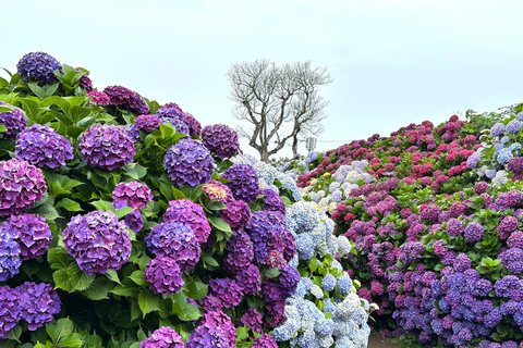Jeju Trendy Café Tour and When Life Gives You Tangerines