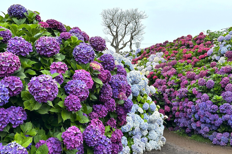 Jeju Trendy Café Tour and When Life Gives You Tangerines