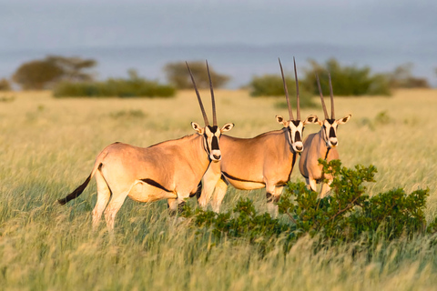 Von Addis Abeba: Tagestour zum Awash-Nationalpark