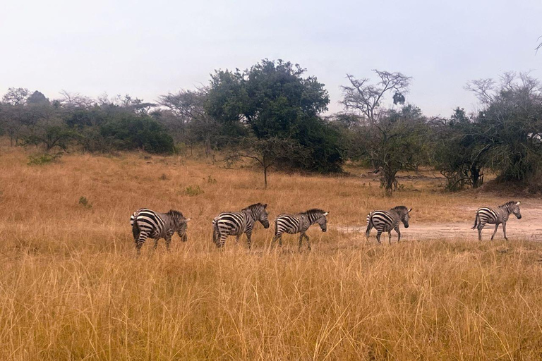 Entebbe : Parc du lac Mburo et Parc Queen Elizabeth, excursion de 3 joursEntebbe : excursion de 3 jours au parc du lac Mburo et au parc Queen Elizabeth