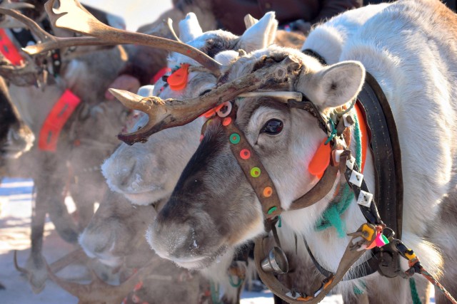 Visit Levi Reindeer Sleigh Ride Tour in Snowy Forest in Levi, Lapland, Finland