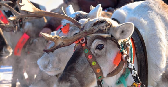 Levi: Reindeer Sleigh Ride Tour in Snowy Forest