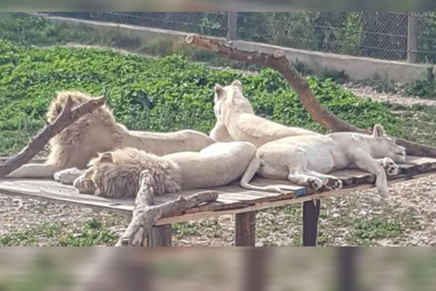 From Monastir & More: Friguia Wildlife Park with Entry From Sousse : Friguia Wildlife Park