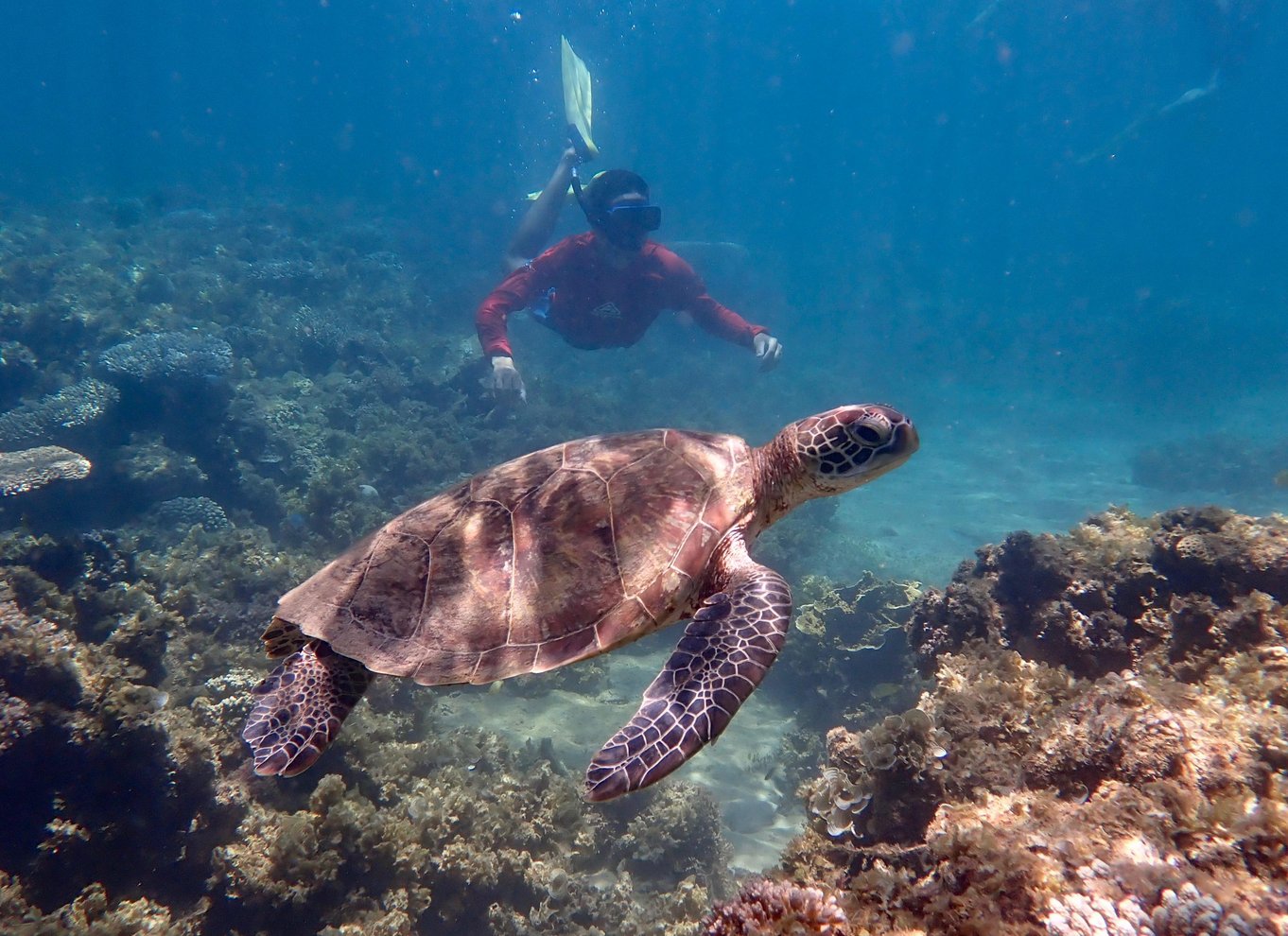 Exmouth: Skildpaddekajak og snorkeltur på en halvdagstur