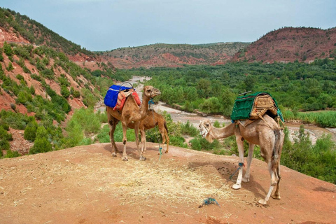 Dagsutflykt till Atlasbergen och 5 dalar från Marrakech