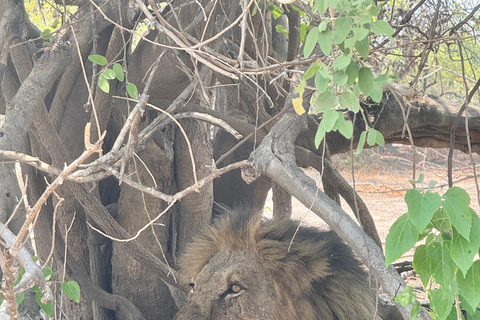 From Livingstone: Luxury Full‑Day Chobe Safari