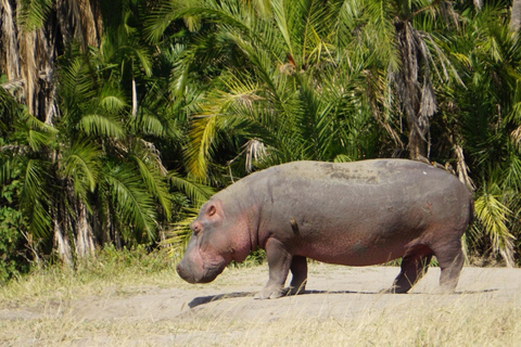 Tanzania: 7-Day Serengeti Family Safari 