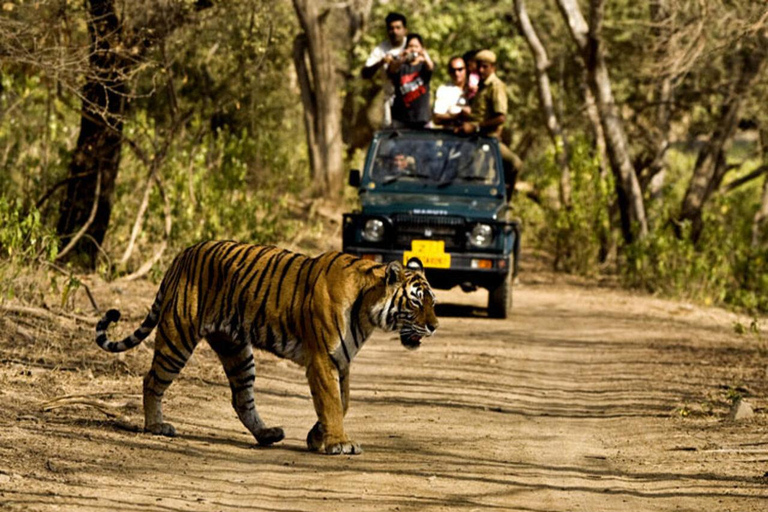 De Délhi: Excursão de 16 dias ao Rajastão com safári de tigre