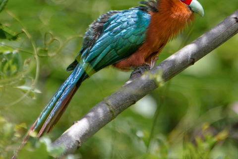 Puerto Princesa: Full-Day Birdwatching Tour with Guide