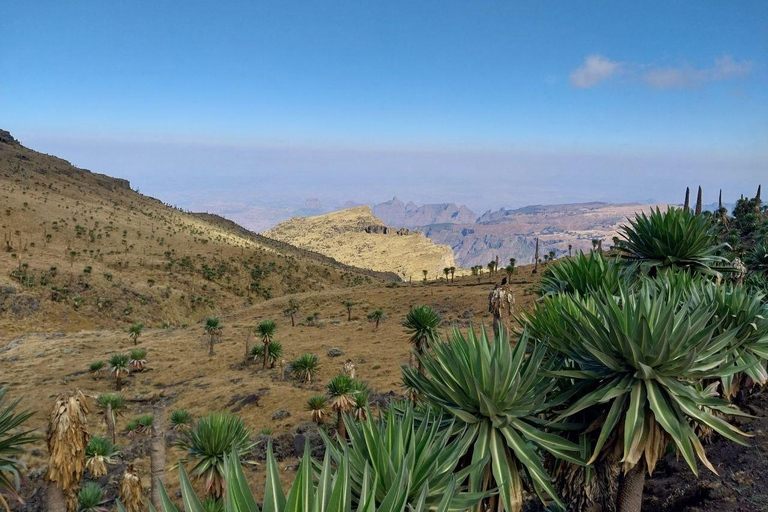 From Gondar: Simien Mountains 8-Day Trekking Adventure