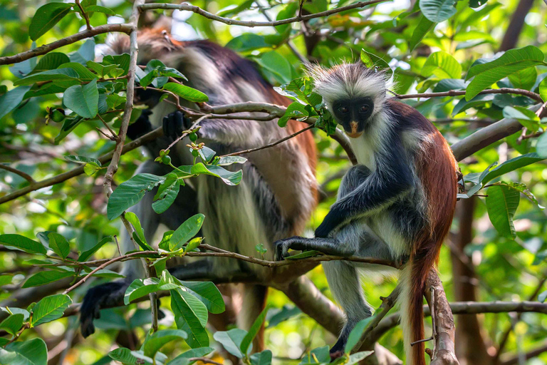 Zanzibar: Jozani Forest, Spice Farm, and Stone Town Tour