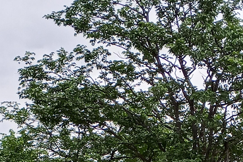 Rhino Guardians Safari: A Guided Conservation Game Drive