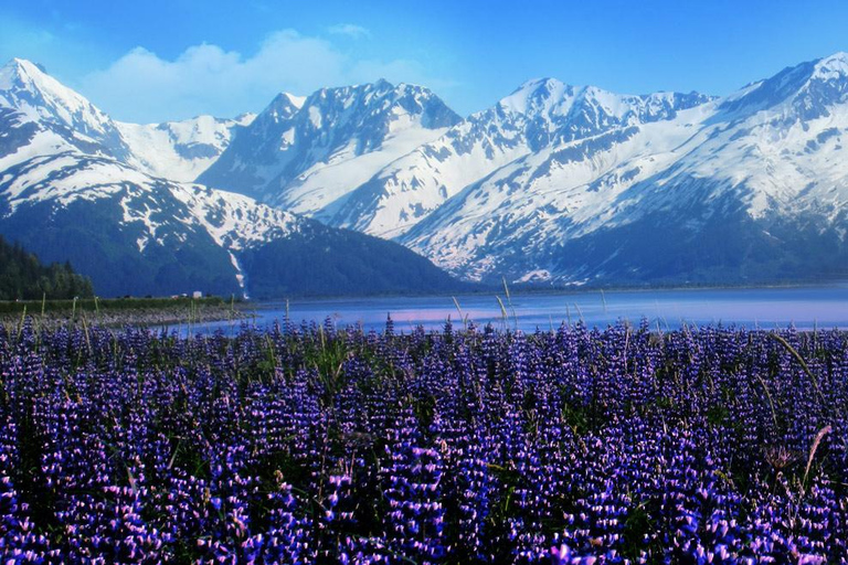 From Anchorage: Alaska Wildlife Center & Turnagain Arm Tour Year-Round Tour
