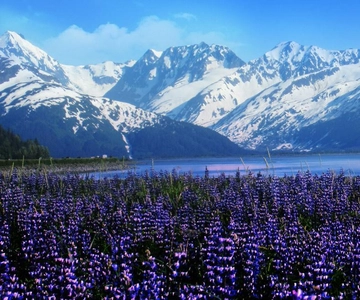 From Anchorage: Alaska Wildlife Center & Turnagain Arm Tour