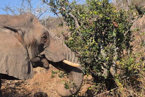From Maputo: 2-Day Kruger National Park Safari