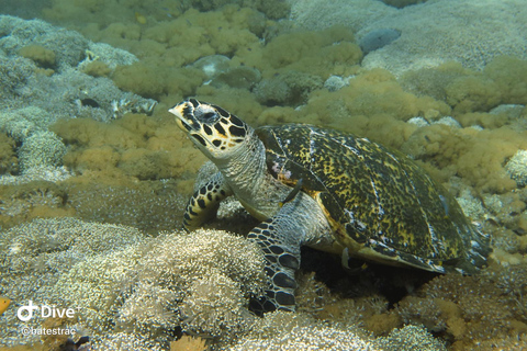 Lombok: Gili Meno Turtle Snorkeling Trip with Photos