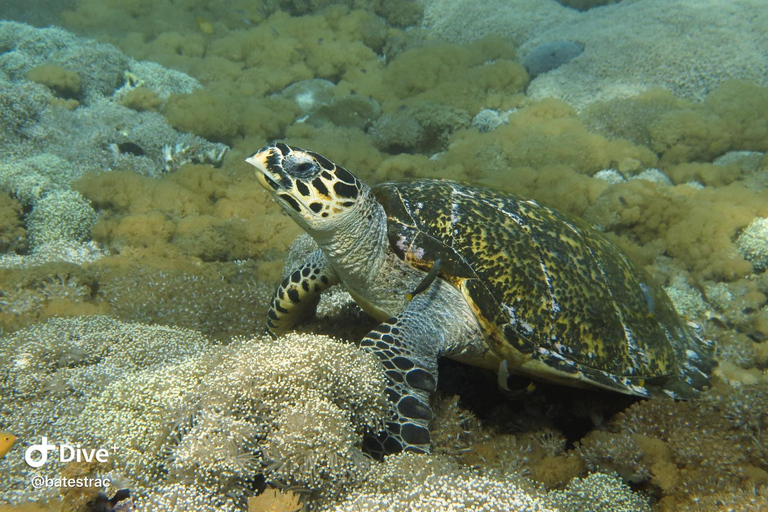 Lombok: Gili Meno Turtle Snorkeling Trip with Photos