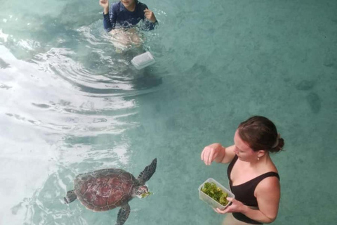 ZANZIBAR: Odkryj farmę przypraw i popływaj z żółwiami w jaskini SalaamWYCIECZKA PRYWATNA – TRANSPORT NIE JEST WLICZONY W CENĘ