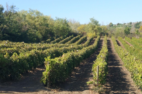 From Alicante: Guided visit to an old winery. Tasting included.