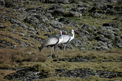 5-dniowa wycieczka do Parku Narodowego Bale i gór