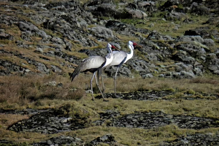 5-dniowa wycieczka do Parku Narodowego Bale i gór