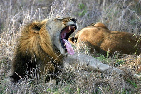 Zanzibar: Mikumi National Park Day Trip with Flight