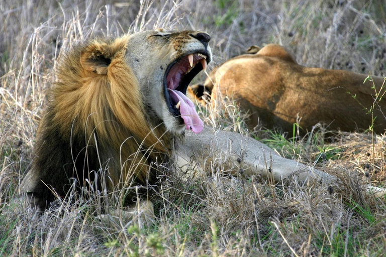 Zanzibar: Mikumi National Park Day Trip with Flight