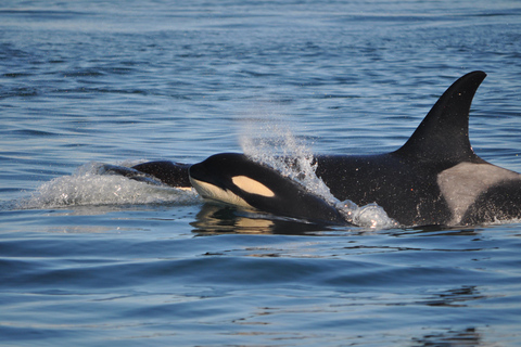 Anacortes: Orca Whales Guaranteed Boat Tour near Seattle