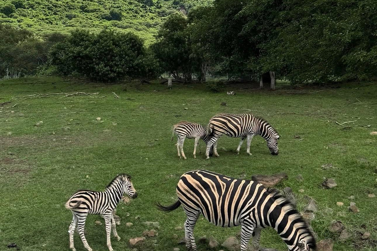South Discovery :Wild Life Safari at Casela Park with Lunch
