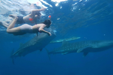 Cebu: Oslob Whale Shark Experience & Kawasan Canyoneering