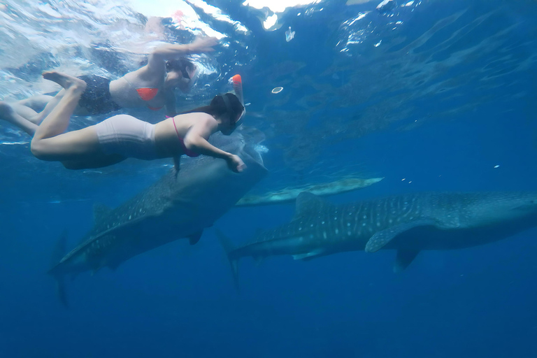 Cebu: Oslob Whale Shark Experience & Kawasan Canyoneering