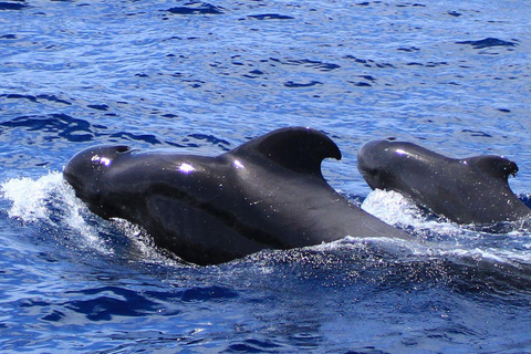 Fuerteventura: Crociera combinata con l&#039;osservazione dei delfini e l&#039;isola di Lobo