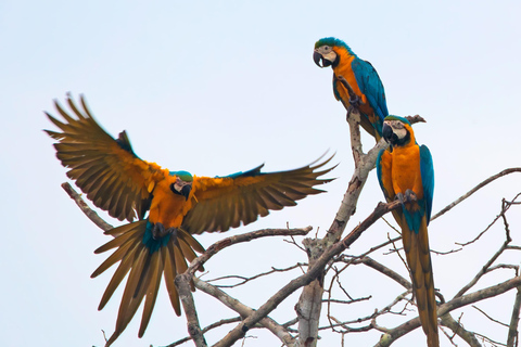 From Puerto Maldonado: 2-Day Tambopata Jungle Tour