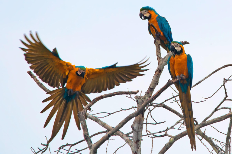 From Puerto Maldonado: 2-Day Tambopata Jungle Tour