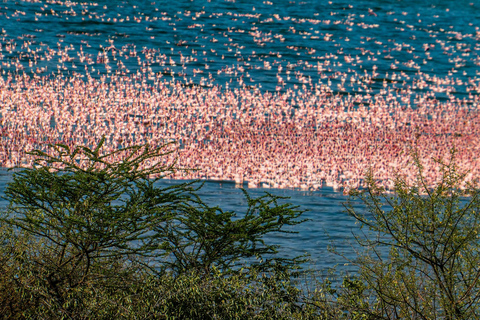 2 days Flamingo watching at Lake Bogoria and Lake Nakuru