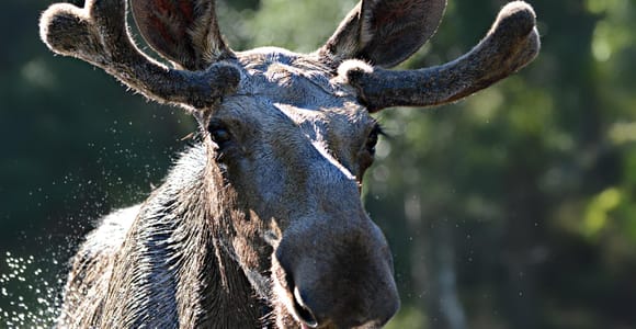 Kristiansand: Geführte Bustour und Elchpark-Erlebnis