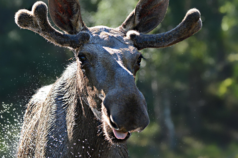 Kristiansand: tour guidato in autobus ed esperienza al Moose ParkKristiansand: Tour guidato in autobus ed esperienza nel parco degli alci