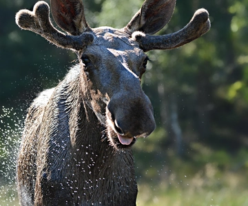 Kristiansand: tour guidato in autobus ed esperienza al Moose Park