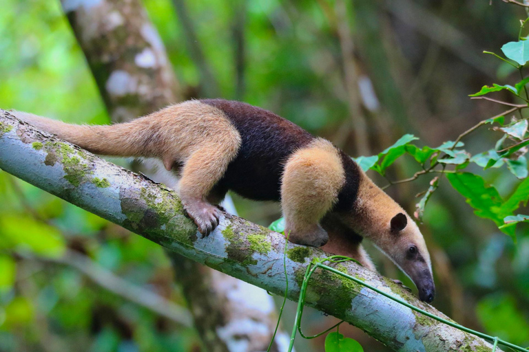 Uvita: Corcovado Rainforest & Wildlife Adventure